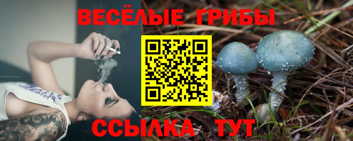Галлюциногенные грибы Psilocybe  как найти закладки  Жуковский  Галлюциногенные грибы Psilocybe 